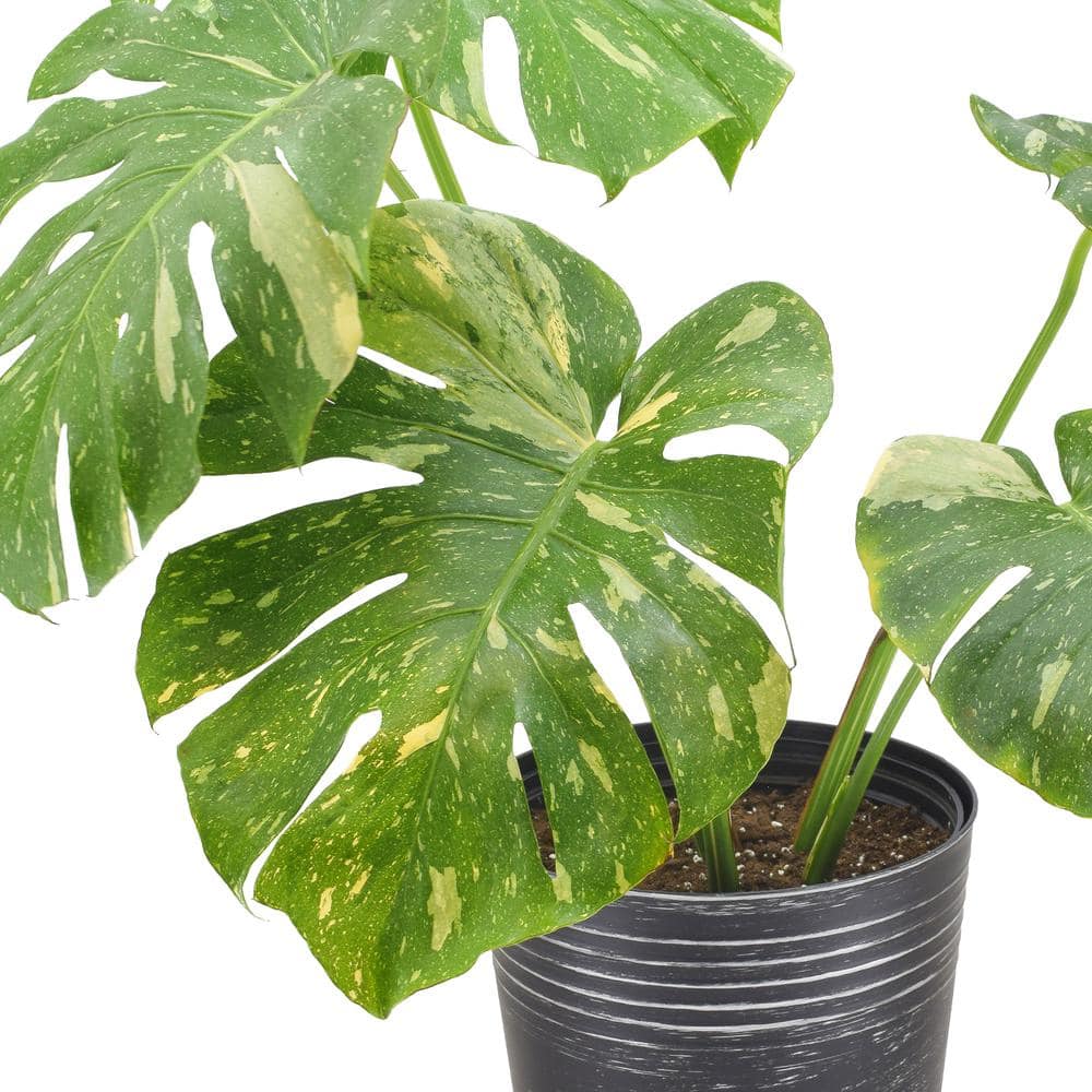 Large Variegated Monstera Thai Constellation in Black Planter