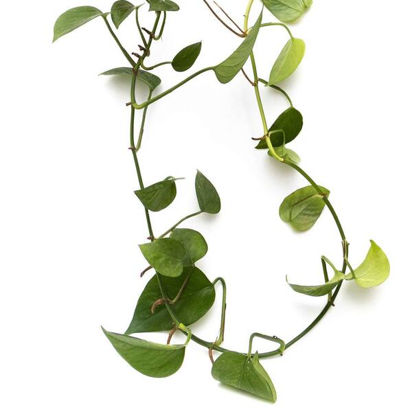 4 in. Philodendron Cordatum Plant in Grower Container (3-Pack)