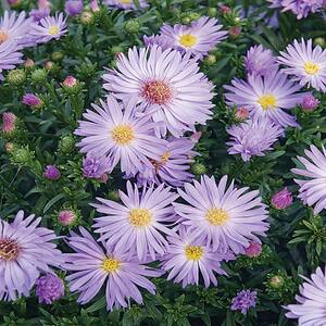 2.5 Qt. Daydream Blue and Purple Aster Plant