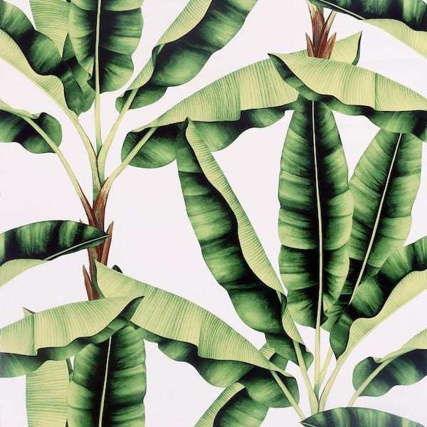 Musa Green Palm Tree Wallpaper Sample