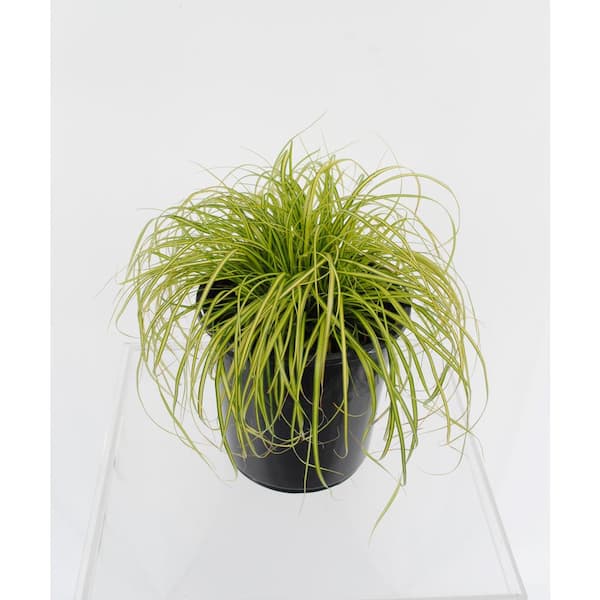 2.5 QT. Grass Carex oshimensis Eversheen 1029 - The Home Depot