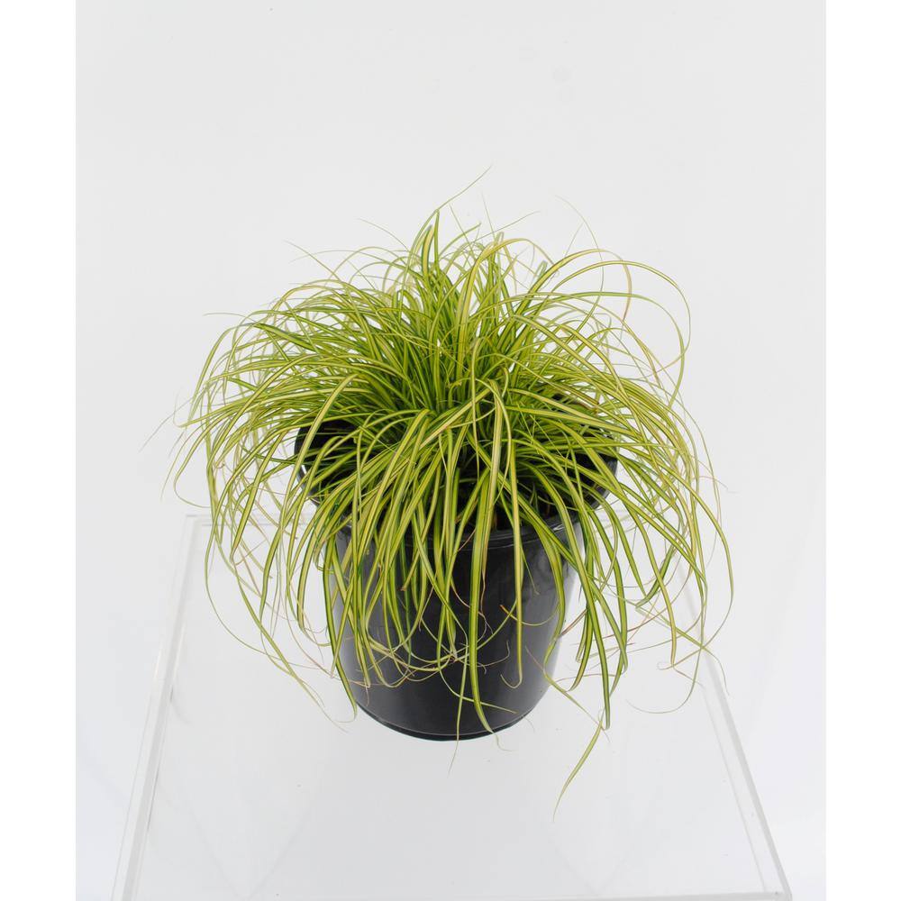 2.5 QT. Grass Carex oshimensis Eversheen (2-Pack)