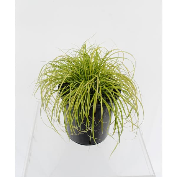 Unbranded 2.5 QT. Grass Carex oshimensis Eversheen (2-Pack)