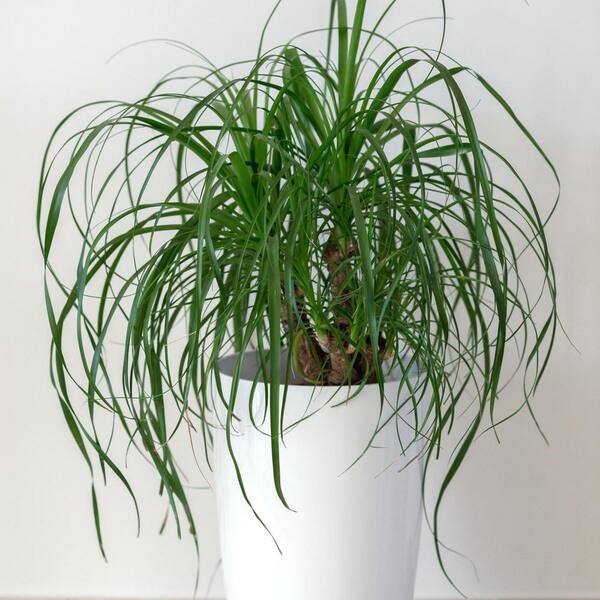 4 in. Ponytail Palm Plant in Grower Containers (3-Pack)