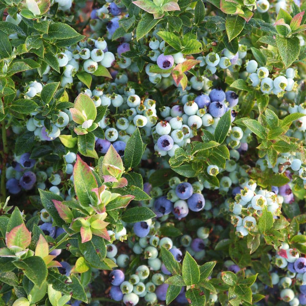 2 Gallon Blueberry Jelly Bean Plant in Green Container