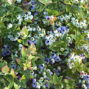 2 Gal. Bushel and Berry Jelly Bean Blueberry Live Plant with Traditional Flavored Berries