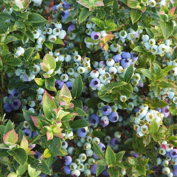 BUSHEL AND BERRY 2 Gal. Bushel and Berry Jelly Bean Blueberry Live Plant with Traditional Flavored Berries