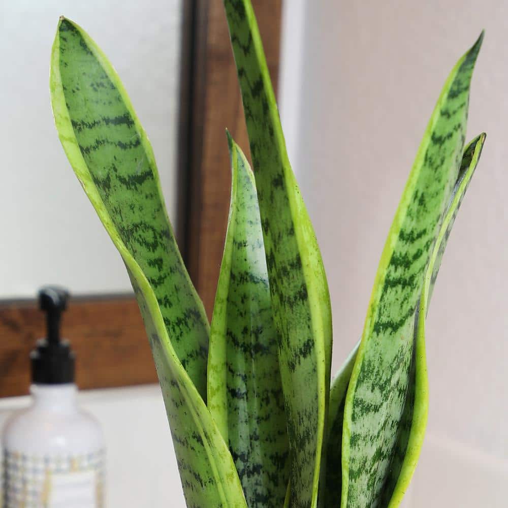 Large Green Snake Plant in White Planter