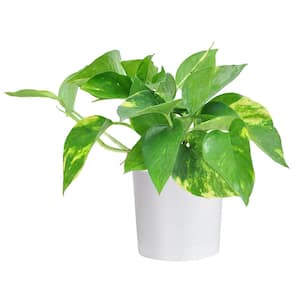Pothos Indoor Plant in 4 in. White Cylinder Pot, Avg. Shipping Height 8 in. Tall