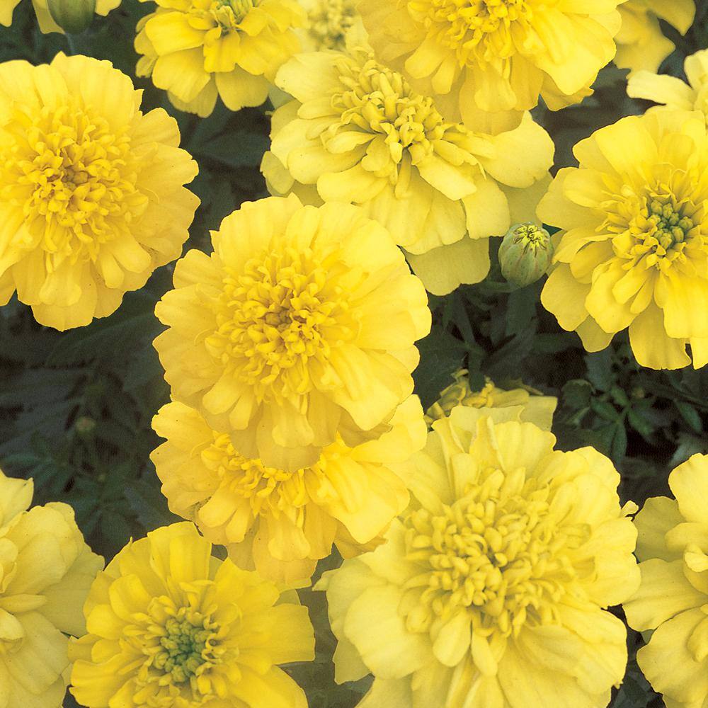 10.5 in. Yellow Dwarf French Marigold Plant (12-Pack) 9600 - The Home Depot