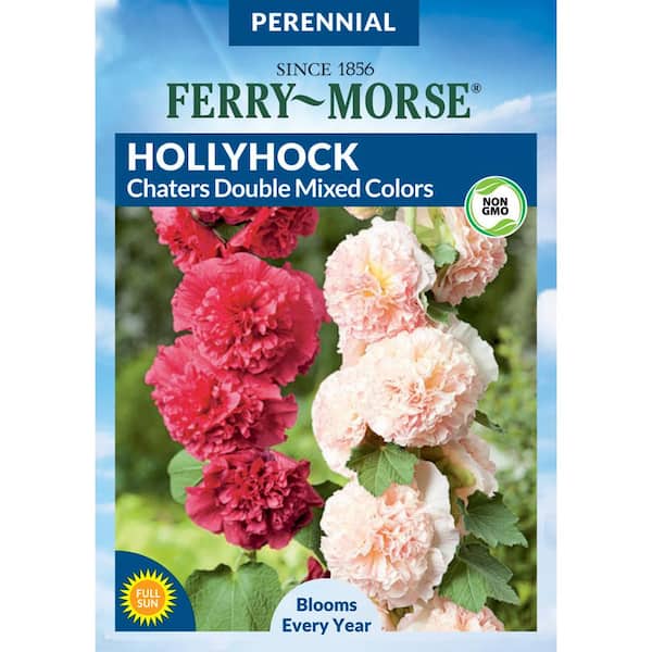 Ferry-Morse Hollyhock Chaters Double Mixed Colors Flower Seed