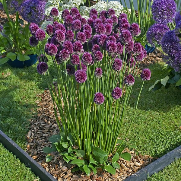 Vigoro 6/Plus cm, Drumsticks Allium Flower Bulbs, Purple (Bag of 50)  ECF-901-50-02 - The Home Depot