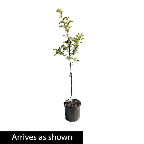 Gurney's 3 Gal. Pixie Crunch Standard Apple Tree, Potted