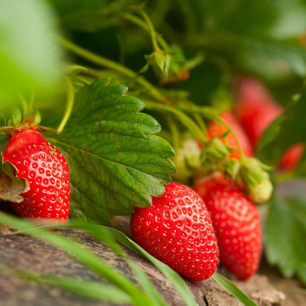 4.5-Inch White Blossom Strawberry Plant 2-Pack