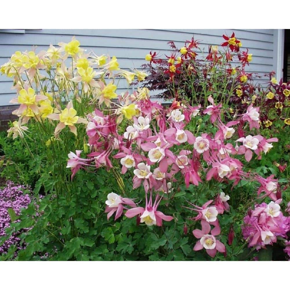 BELL NURSERY 2 Gal. Aquilegia Plant 1002744908 The Home Depot