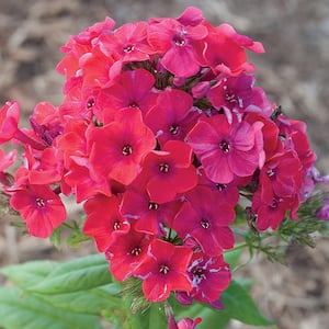 2 QT Phlox 'Flame Pro Cerise' Pink Perennial Plant