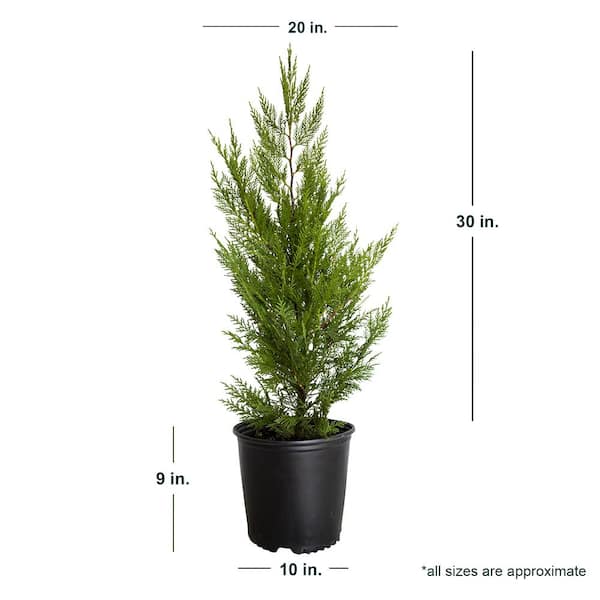 FLOWERWOOD 2.5 Gal. Leyland Cypress Evergreen Tree 12373FL - The