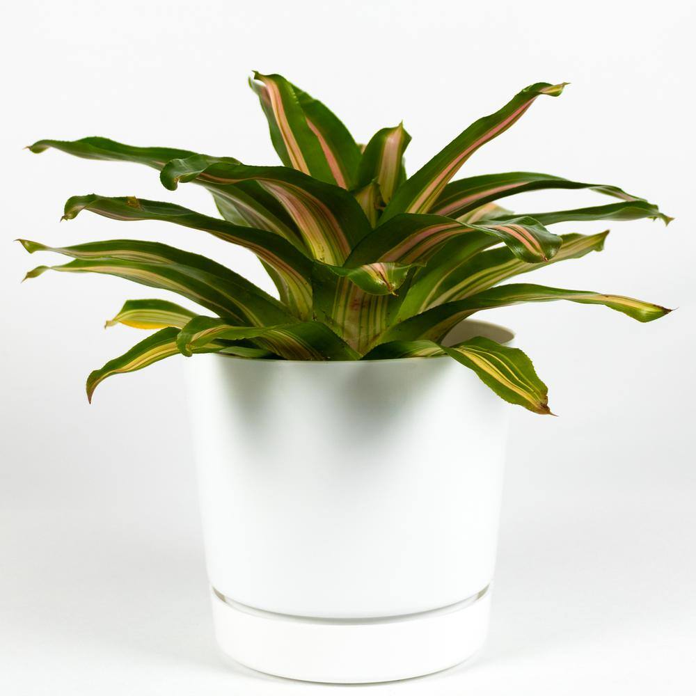 TriColor Perfecta Bromeliad Live Plant Inside 6 in