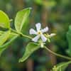 Perfect Plants Star Jasmine Vining Shrub 3G. Growers Pot, Fragrant White Flowering Vine Plant THD-StarJasm-3G