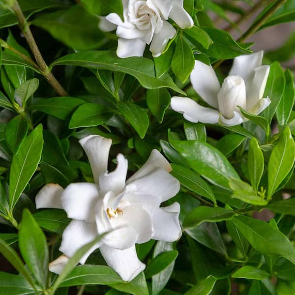 SOUTHERN LIVING 2 Gal. Fool Proof Gardenia, Evergreen Shrub In A Compact  Form With Pure White Blooms 21392 - The Home Depot