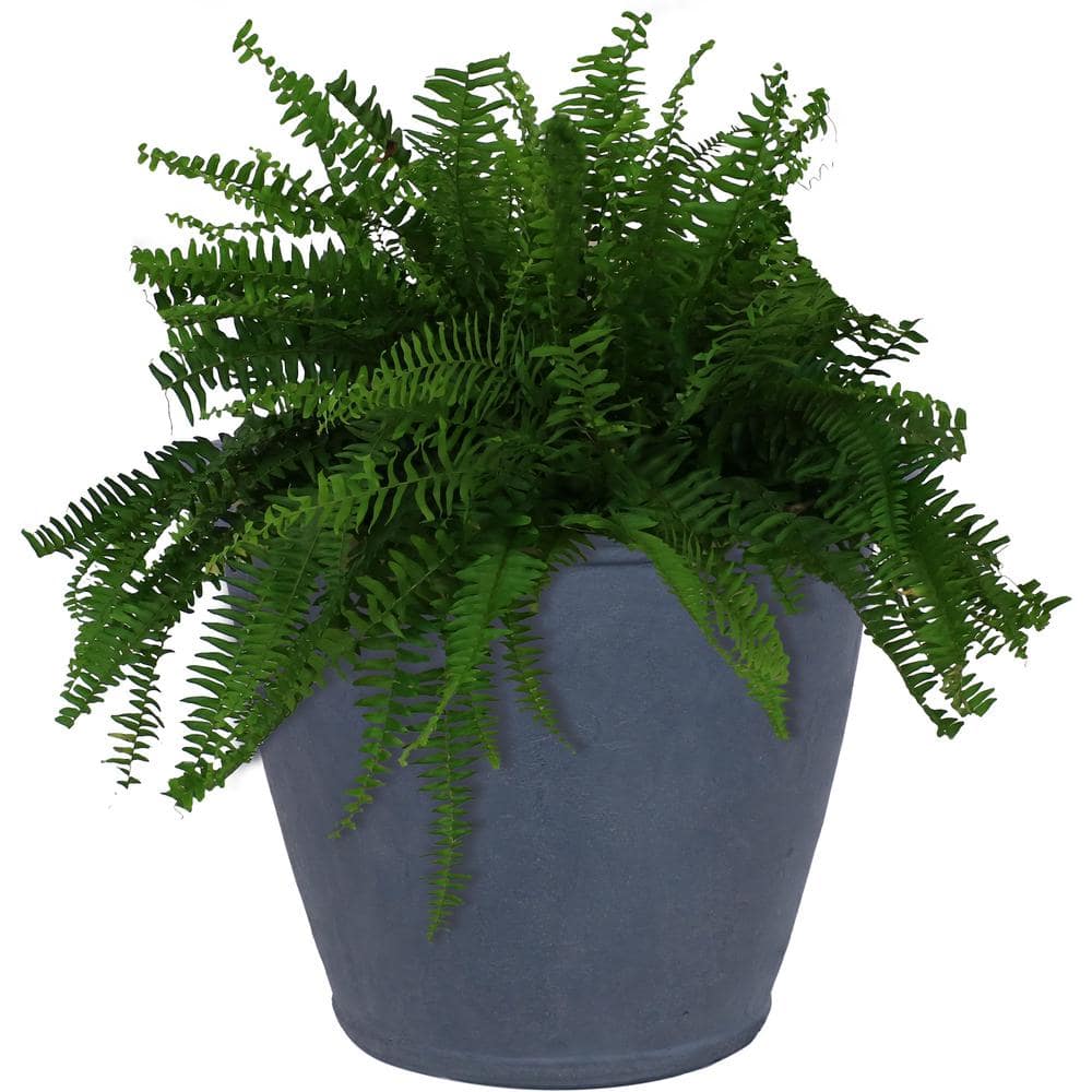 未使用 VALIEM MM ASURA Willing plant 別注pot 未使用 VALIEM MM ASURA Willing plant 別注pot 未使用 VALIEM