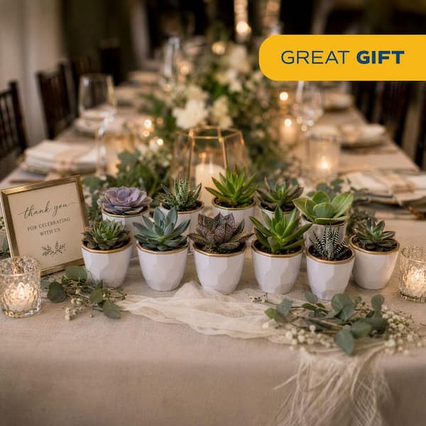 Mini Indoor Succulent Plants in 2 in. Decor Pots and Tray, Avg. Shipping Height 2 in. Tall (48-Pack)