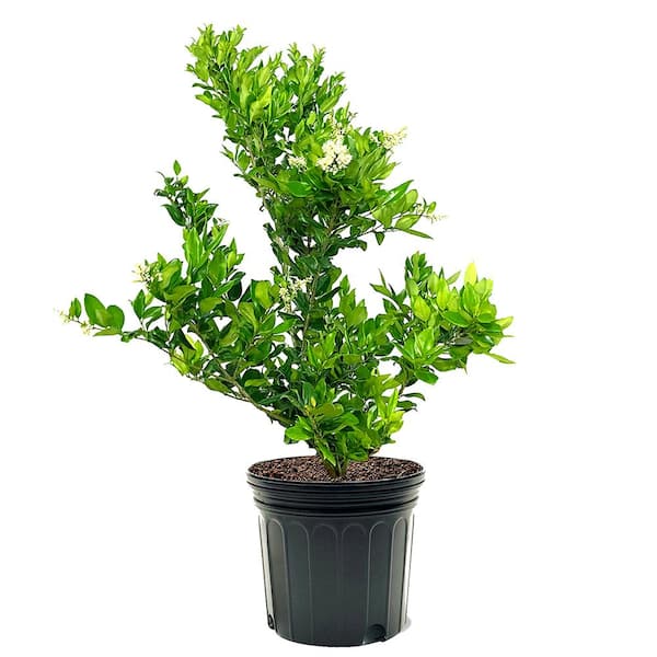 #7 Pot White Flowering Waxleaf Ligustrum Evergreen Shrub