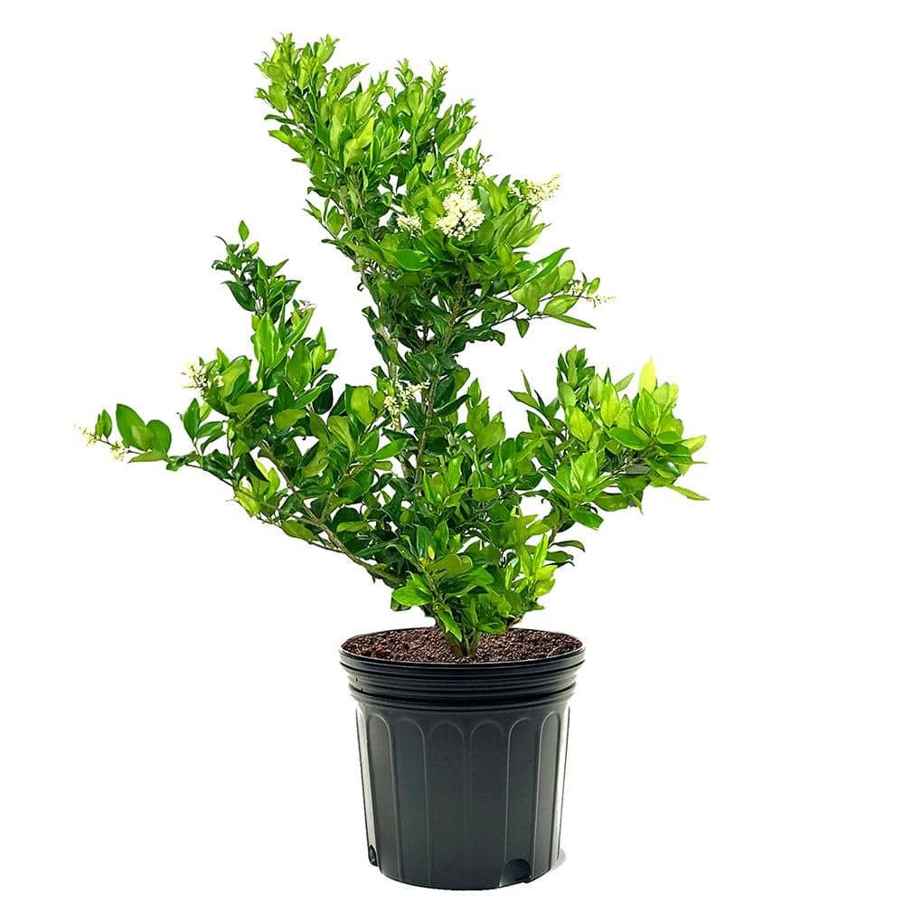 #7 Pot White Flowering Waxleaf Ligustrum Evergreen Shrub