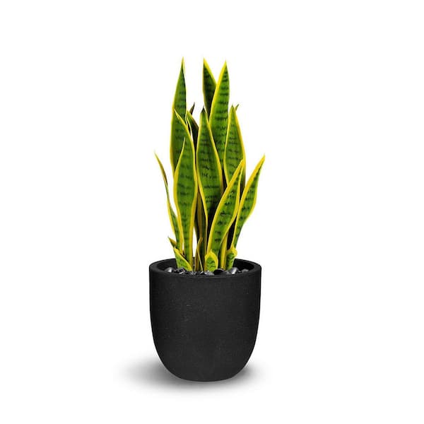 Unbranded Botanical 2.1 ft. Green and Yellow Sansevieria Cylindrica In Pot
