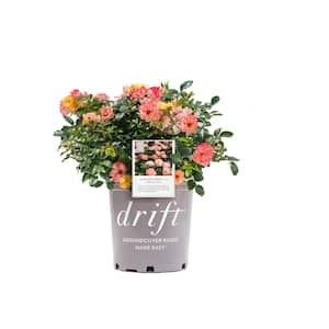 3 Gal. Peach Drift Rose Bush with Pink-Orange Flowers