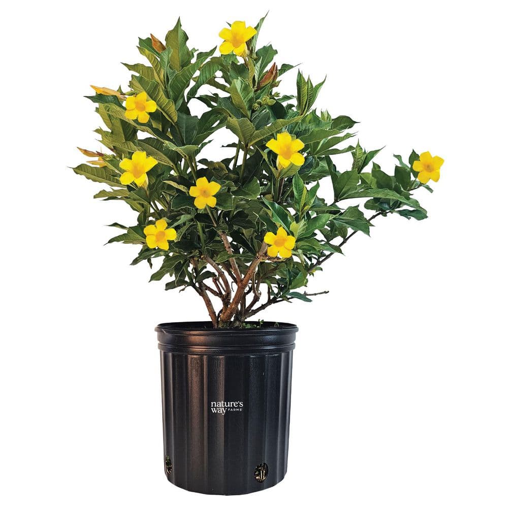Nature's Way Farms Allamanda Yellow Bloom Flowering Shrub Live Plant (12-24 in.) in Grower Pot price history on PriceWatchPro