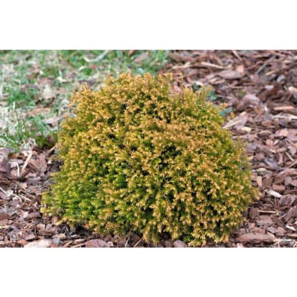 1 Gal. Rheingold Arborvitae Shrub with Coral Shaped Copper Colored Foliage