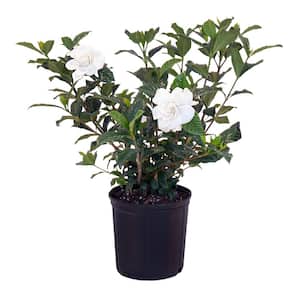 Gardenia Shrub Plant Produces White Fragrant Blooms in 9.25 inch Grower Pot