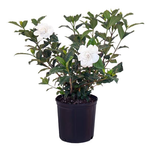 United Nursery Gardenia Shrub Plant Produces White Fragrant Blooms in 9.25 inch Grower Pot