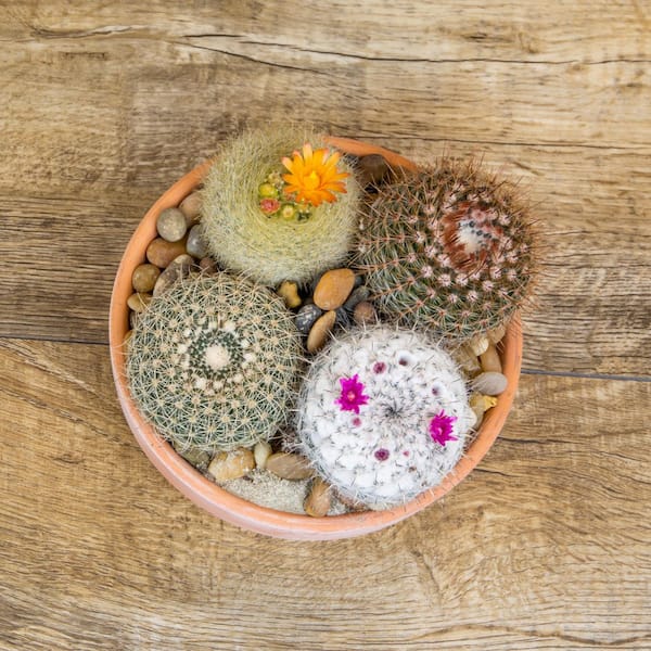 SMART PLANET 2.5 in. Cactus Collection Plant (8-Pack)