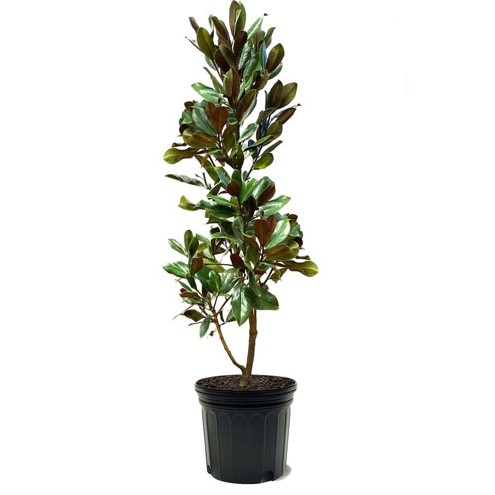 D.D. Blanchard Southern Magnolia White Flowering Evergreen Tree