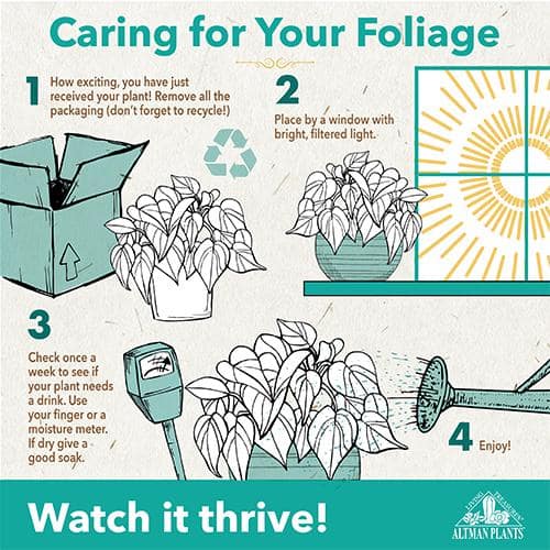 Pet Friendly Spider Plant Hanging Basket (Chlorophytum), Easy Care Trailing Indoor Plant, 6 in. Hanging Basket