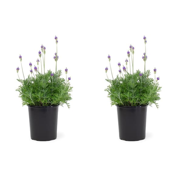 2.5 Qt. Purple Flower Lavender Plant Grower's Pot (2-Pack)