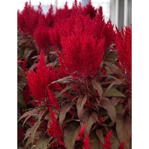 2.5 Qt. Dragon's Breath Celosia Annual Plant with Blazing-Red Flowers