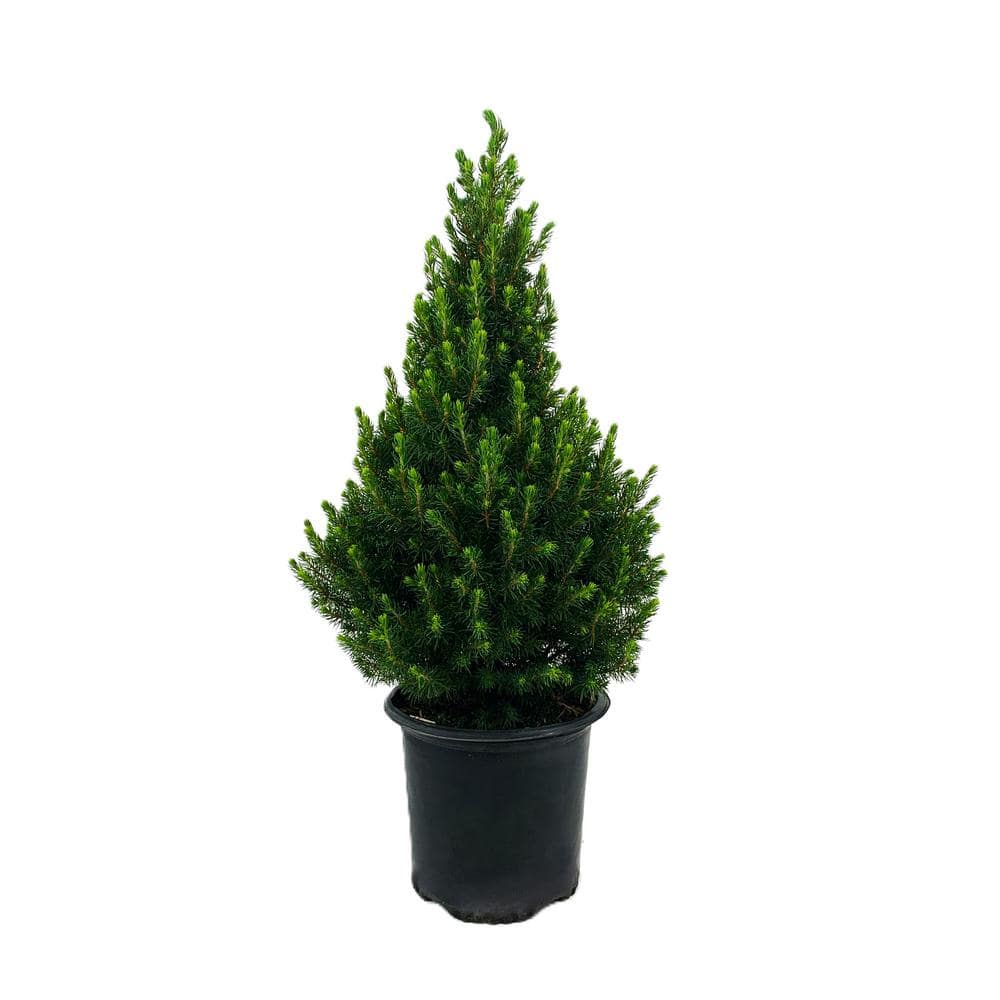 1.5 Gal. Dwarf Alberta Spruce (Picea g. Conica)Live Potted Evergreen Tree