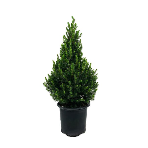 Unbranded 1.5 Gal. Dwarf Alberta Spruce (Picea g. 'Conica')Live Potted Evergreen Tree (1 each)