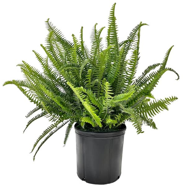 Nature's Way Farms, LLC 2 Gal. Live Kimberly Fern Nephrolepis Plant in ...