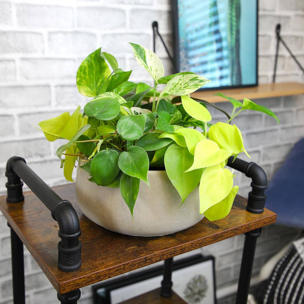 Assorted Pothos and Philodendron 6-Pack in Black Plastic Pots