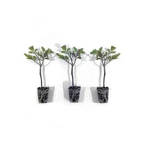 Better Boy Tomato Plug, 3 cu. in., Live Plants (3-Pack)