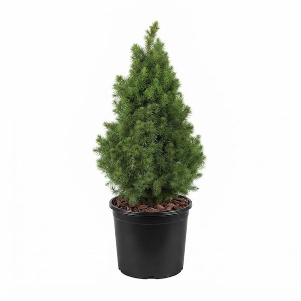 2.5 qt. Dwarf Alberta Spruce (Picea Glauca) Live Conical Evergreen Coniferous Shrub