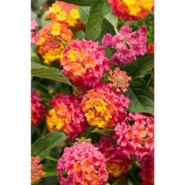 PROVEN WINNERS Luscious Berry Blend (Lantana) Live Plant, Pink, Orange, and Yellow Flowers, 4.25 in. Grande