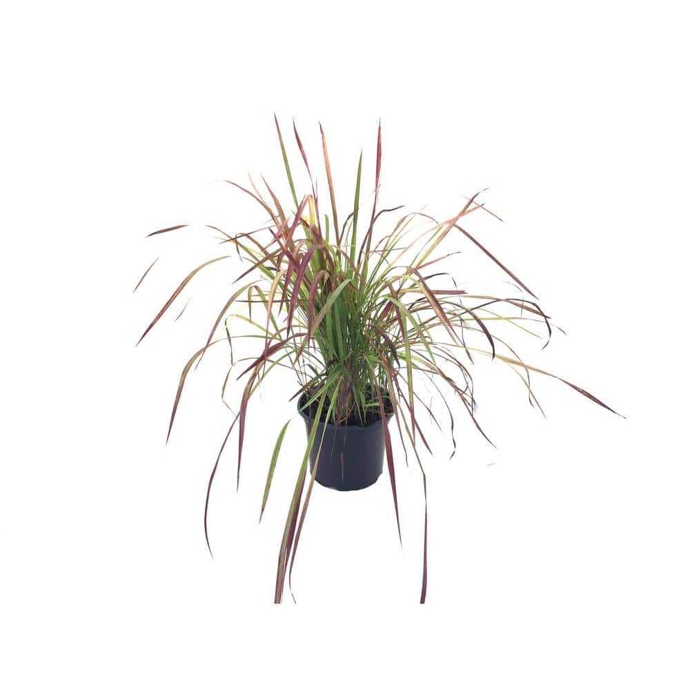 Perennial Imperata Japanese Blood Grass Red Baron Pack of 3 Plants in 9cm Pots