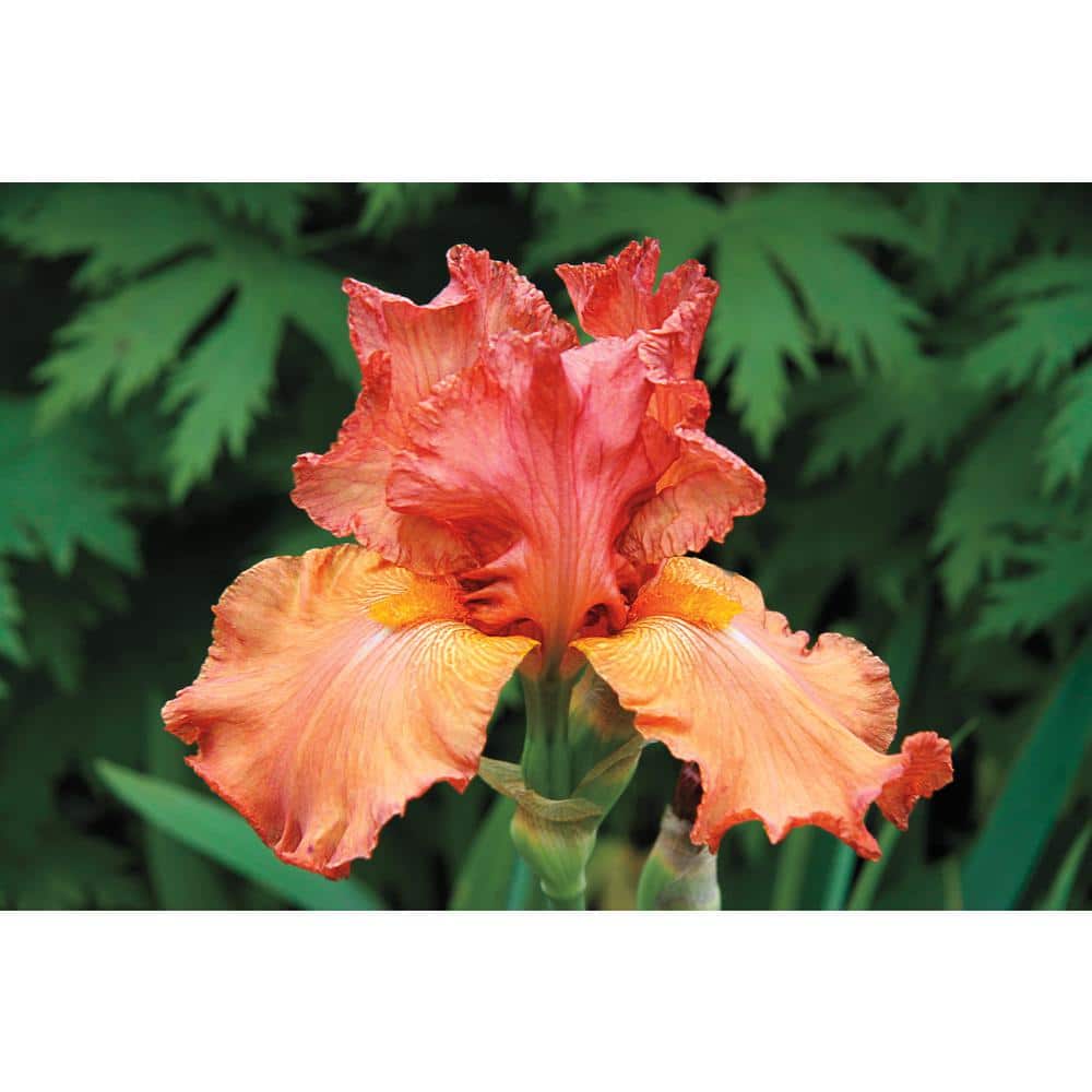 Breck's Copper Classic Bearded Iris Peach/Pink Flower Color 77042