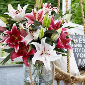 Oriental Fragrant Pink and White Lily Cut Flower Blend Bulbs (12-Pack)