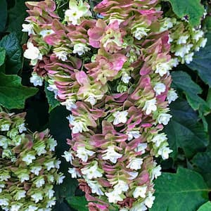 4 In. Pot, Snowflake Oakleaf Hydrangea, Live Deciduous Flowering Shrub (1-Pack)